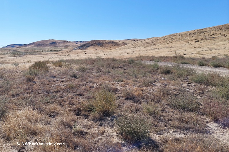 Sommer Camp Road Rockhounding in Idaho: The picture "high desert rockhounding landscape" displays an expansive high desert landscape with rolling golden hills, scattered low shrubs, and a clear blue sky.