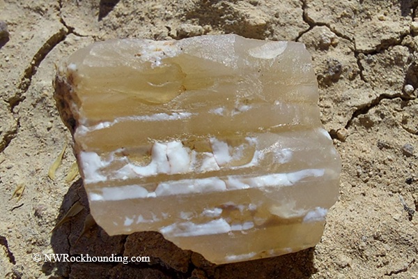 Sommer Camp Road Rockhounding in Idaho: The picture "Sommer Camp Road Opal close-up" shows a piece of tan and white Sommer Camp Road Opal with layered stripes, resting on cracked, dry soil in sunlight.