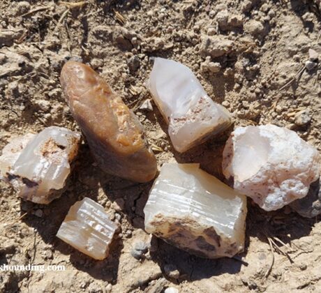 Sommer Camp Road Rockhounding in Idaho: The picture "surface finds of opal and chalcedony" presents several small opal and chalcedony rocks of various shapes and colors, laying on sunlit dusty ground.