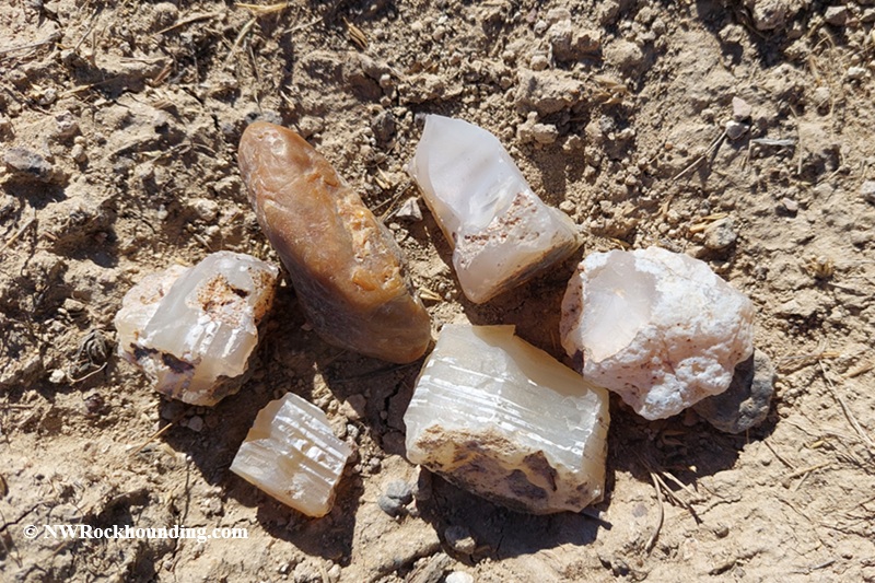 Sommer Camp Road Rockhounding in Idaho: The picture "surface finds of opal and chalcedony" presents several small opal and chalcedony rocks of various shapes and colors, laying on sunlit dusty ground.