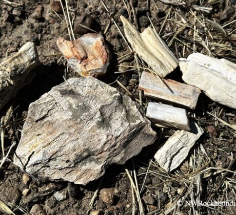 Coal Mine Basin, Idaho - Petrified & Opalized Wood