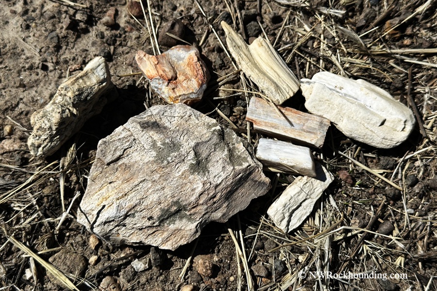 Coal Mine Basin, Idaho - Petrified & Opalized Wood