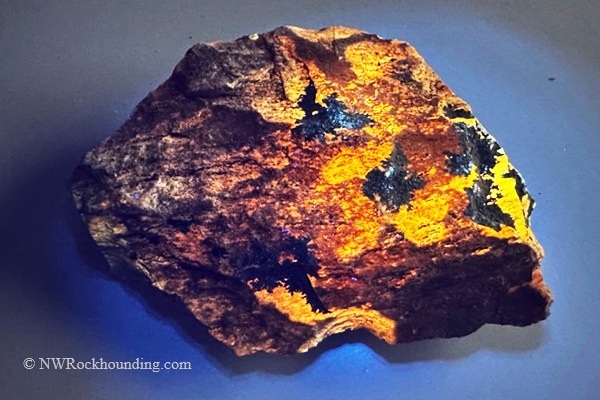 Coal Mine Basin, Idaho - Fluorescent Petrified Wood