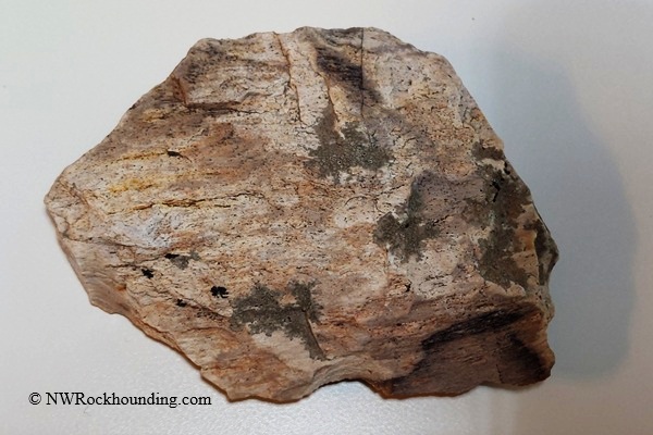 Coal Mine Basin, Idaho - Petrified Wood