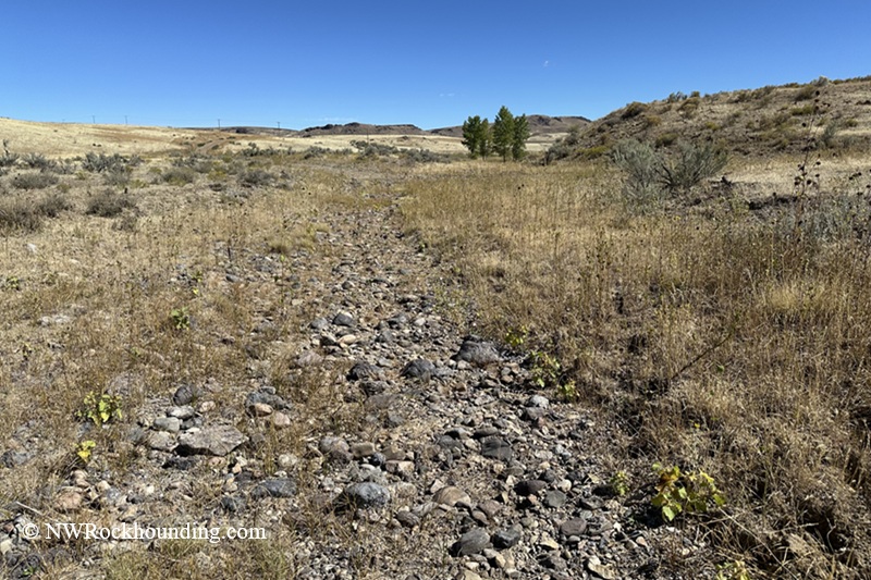 McBride Creek Rockhounding in Idaho: The picture "rocky dry creek bed" shows a wide, dry creek bed scattered with dark rocks and bordered by golden grasses and low vegetation, with hills and a few green trees in the background.