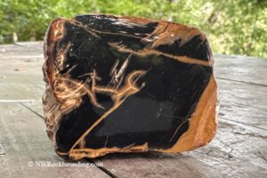 Stayton Bridge - North Santiam River Rockhounding in Oregon: The picture "polished black and tan petrified wood" displays a chunk of black jasper with tan veins and rough tan edges, placed on a weathered wooden surface with blurred green foliage in the background.
