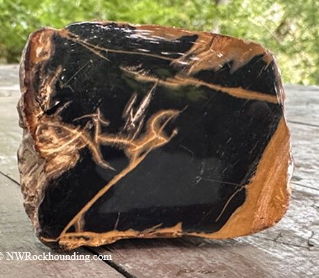 Stayton Bridge - North Santiam River Rockhounding in Oregon: The picture "polished black and tan petrified wood" displays a chunk of black jasper with tan veins and rough tan edges, placed on a weathered wooden surface with blurred green foliage in the background.