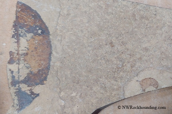 McBride Creek Rockhounding in Idaho - Plant Fossil