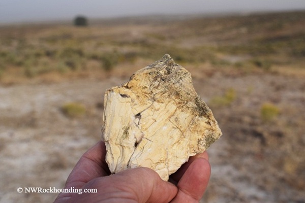 McBride Creek Road, Idaho - Petrified Wood 