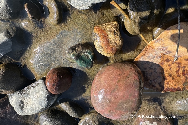 Stayton Bridge - North Santiam River Rockhounding in Oregon: The picture "river rocks with jasper and leaf" shows a close-up of various smooth river rocks underwater, including a reddish stone, a greenish jasper, and a yellow-brown stone next to a dry leaf.
