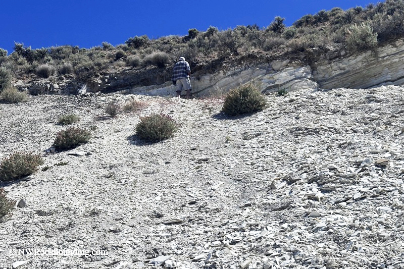 Chalk Canyon Fossils Near Whitehorse Ranch Road, Fields, Oregon: The picture "Chalk Canyon Collector on Fossil Slope" shows a person standing high on a steep, scree-covered slope, examining the exposed chalky rock layers with desert shrubs scattered above.