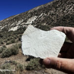 Chalk Canyon Fossils Near Whitehorse Ranch Road, Fields, Oregon: The picture "Chalk Canyon Leaf Fossil in Hand" features a close-up of a person's hand holding a light-colored rock with a faint impression of a fossilized leaf, set against a backdrop of desert hillside and clear sky.
