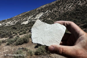 Chalk Canyon Fossils Near Whitehorse Ranch Road, Fields, Oregon: The picture "Chalk Canyon Leaf Fossil in Hand" features a close-up of a person's hand holding a light-colored rock with a faint impression of a fossilized leaf, set against a backdrop of desert hillside and clear sky.