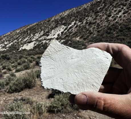 Chalk Canyon Fossils Near Whitehorse Ranch Road, Fields, Oregon: The picture "Chalk Canyon Leaf Fossil in Hand" features a close-up of a person's hand holding a light-colored rock with a faint impression of a fossilized leaf, set against a backdrop of desert hillside and clear sky.