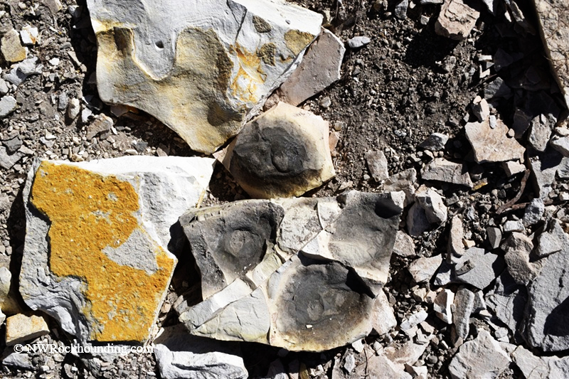 Chalk Canyon Fossils Near Whitehorse Ranch Road, Fields, Oregon: The picture "Chalk Canyon Fossilized Shells" captures several pieces of broken rock on the ground, each displaying visible fossilized shells embedded in the surface.
