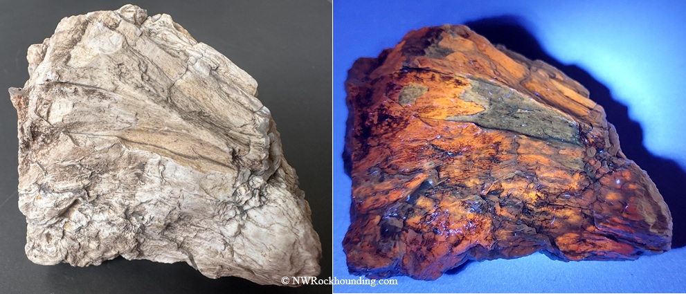 Rockville Petrified Wood Rockhounding Site in Oregon: The picture "Rockville Petrified Wood under normal light and UV light" shows a large chunk of petrified wood seen side-by-side in two conditions: on the left under normal light, displaying gray and tan wood grain textures, and on the right under UV light, revealing vivid orange and yellow fluorescent colors.