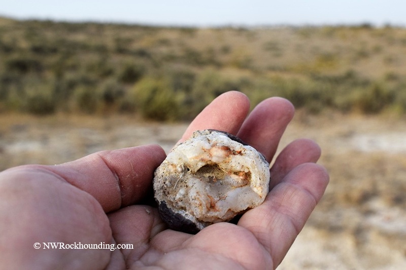 Rockville Petrified Wood Rockhounding Site in Oregon: The picture "Rockville Petrified Wood nodule in hand" shows a hand holding a rounded nodule of petrified wood with a creamy, tan and brown interior, against a blurred background of dry shrubland.