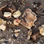 Rockville Petrified Wood Rockhounding Site in Oregon: The picture "Rockville Petrified Wood on the ground" displays a variety of petrified wood pieces and mineral nodules scattered across sandy, rocky ground, highlighting their rough shapes and fossilized textures.
