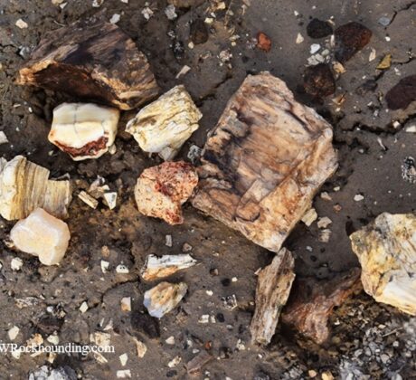 Rockville Petrified Wood Rockhounding Site in Oregon: The picture "Rockville Petrified Wood on the ground" displays a variety of petrified wood pieces and mineral nodules scattered across sandy, rocky ground, highlighting their rough shapes and fossilized textures.