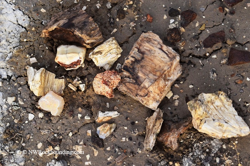 Rockville Petrified Wood Rockhounding Site in Oregon: The picture "Rockville Petrified Wood on the ground" displays a variety of petrified wood pieces and mineral nodules scattered across sandy, rocky ground, highlighting their rough shapes and fossilized textures.