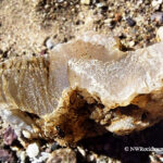Borax Lake Rockhounding in Oregon: The picture "Borax Lake Closeup Agate" is a close-up of a sparkling, translucent brown chalcedony specimen resting on gravelly earth, highlighting the crystal structure and natural details.