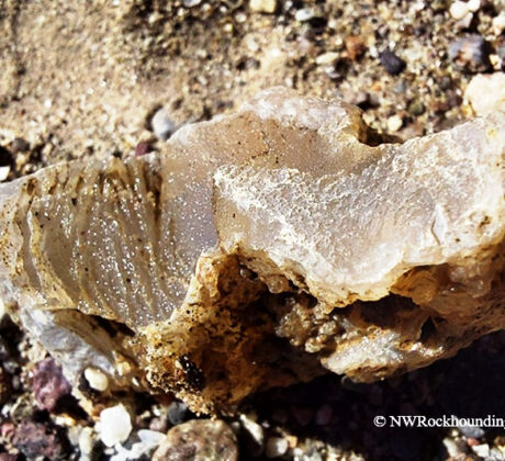 Borax Lake Rockhounding in Oregon: The picture "Borax Lake Closeup Agate" is a close-up of a sparkling, translucent brown chalcedony specimen resting on gravelly earth, highlighting the crystal structure and natural details.