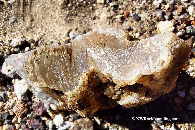 Borax Lake Rockhounding in Oregon: The picture "Borax Lake Closeup Agate" is a close-up of a sparkling, translucent brown chalcedony specimen resting on gravelly earth, highlighting the crystal structure and natural details.