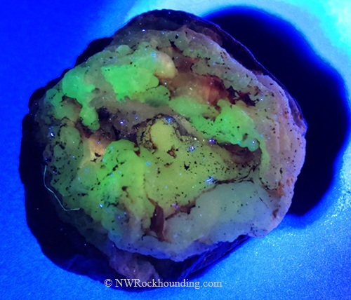 Rockville Petrified Wood Rockhounding Site in Oregon: The picture "Rockville Petrified Wood nodule glowing under UV light" features a close-up of a round rock nodule, glowing in bright greenish-yellow hues under ultraviolet light against a dark blue background.