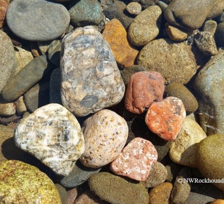 Methow River Rockhounding in Washington – Methow River Rocks - Methow River Rockhounding in Washington: The picture "Methow River Agates and Jaspers" is a close-up of several colorful rocks, including white, red, and speckled stones, lying in clear water surrounded by smooth river pebbles.