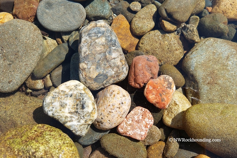 Methow River Rockhounding in Washington – Methow River Agates and JaspersMethow River Rockhounding in Washington: The picture "Methow River Agates and Jaspers" is a close-up of several colorful rocks, including white, red, and speckled stones, lying in clear water surrounded by smooth river pebbles.