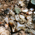 Rooster Rock Rockhounding in the Ochoco Mountains of Central Oregon – Rooster Rock Agate and Jasper Finds Rooster Rock Rockhounding in the Ochoco Mountains of Central Oregon – The picture "Rooster Rock Agate and Jasper Finds" shows a close-up of rough agate and jasper stones scattered on sunlit, rocky ground, displaying a variety of milky white, translucent, and earthy-colored pieces among dry soil and small rocks.