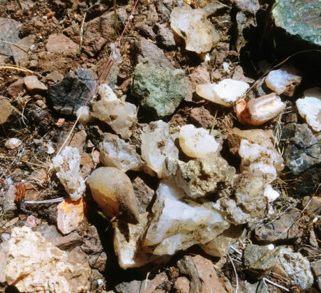 Rooster Rock Rockhounding in the Ochoco Mountains of Central Oregon – Rooster Rock Agate and Jasper Finds Rooster Rock Rockhounding in the Ochoco Mountains of Central Oregon – The picture "Rooster Rock Agate and Jasper Finds" shows a close-up of rough agate and jasper stones scattered on sunlit, rocky ground, displaying a variety of milky white, translucent, and earthy-colored pieces among dry soil and small rocks.