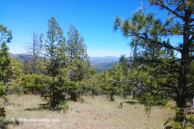 Rooster Rock Rockhounding in the Ochoco Mountains of Central Oregon – Rooster Rock Ponderosa Pine ForestRooster Rock Rockhounding in the Ochoco Mountains of Central Oregon – The picture "Rooster Rock Ponderosa Pine Forest" features a scenic view across open pine woodland and grassy hills, with tall Ponderosa pine trees under a bright blue sky and the rolling Ochoco Mountains visible in the distance.